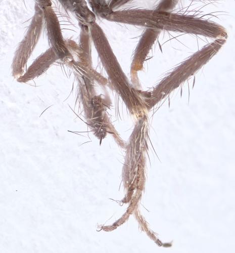Réf. 293 163 : Forcipomyia sp.